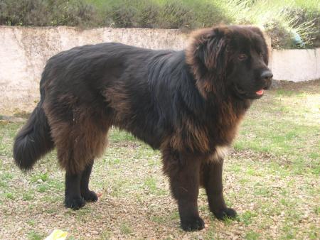 mes animaux