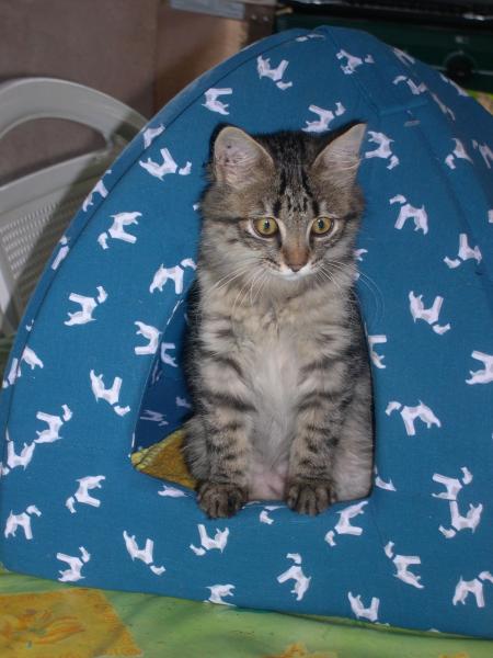 mes animaux suite