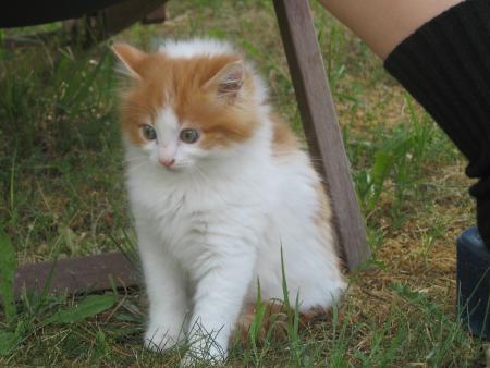 mes animaux fin